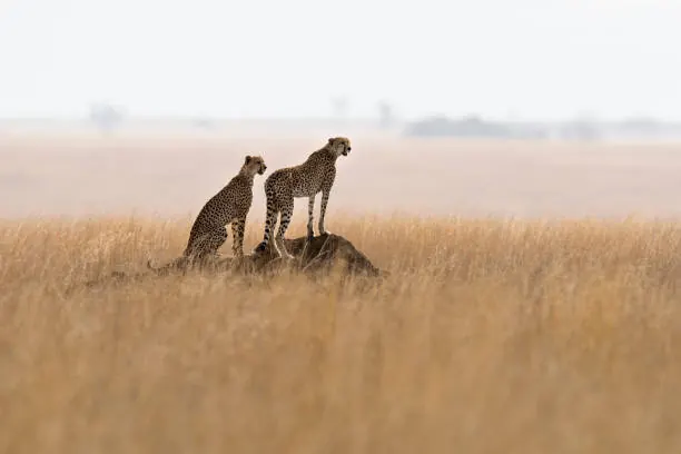 Ngorongoro Crater
