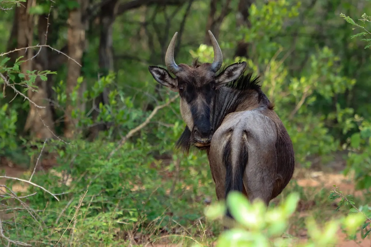 7 Days Great Migration Serengeti Safari