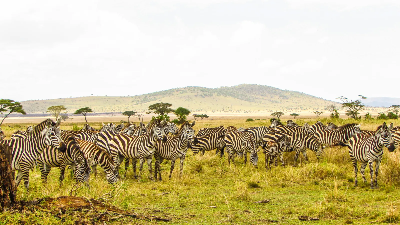 3 Days Budget Camping Safari from Arusha