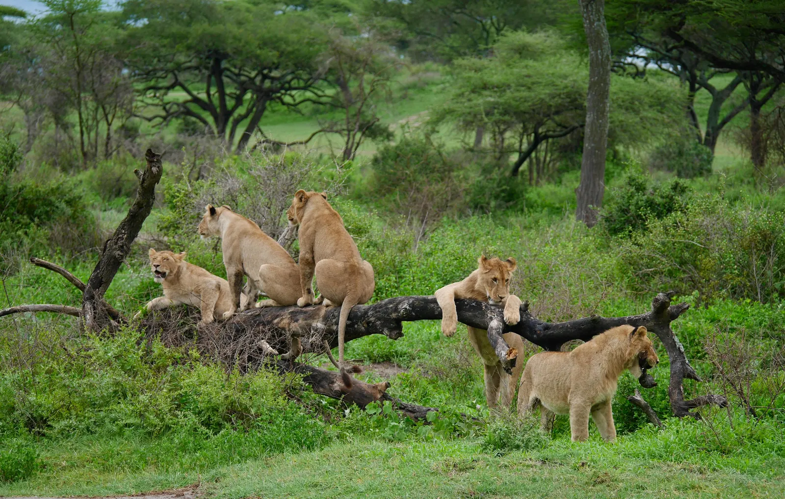 6 Days Budget Camping Safari Tanzania