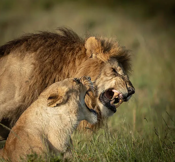 7 Days Calving Season Ndutu Safari