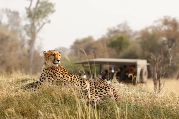 Tanzania safari