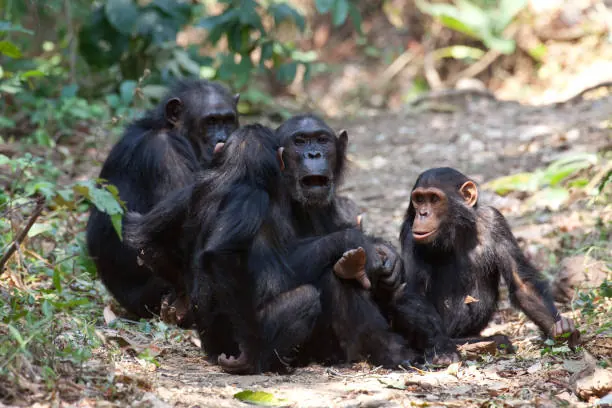 Gombe Stream National Park