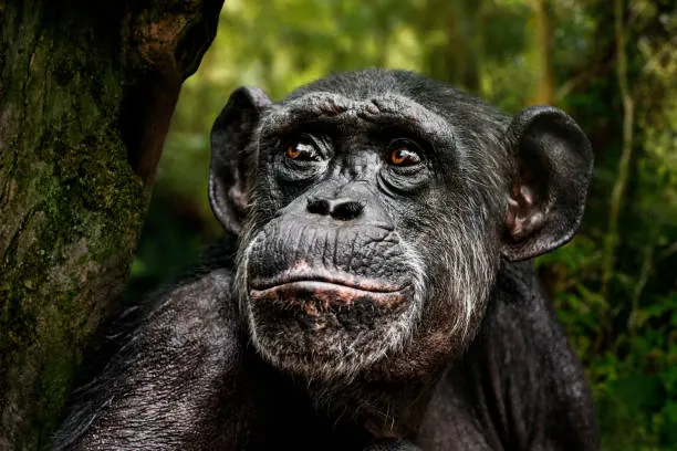 5 Days Mahale Mountains Chimpanzee Safari