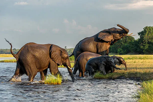 Southern Tanzania Safari Circuit Guide