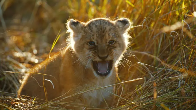 5 Days Ruaha National Park Fly-in Safari
