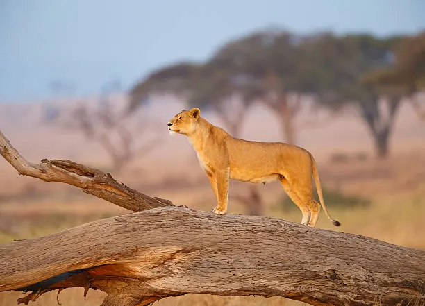 2 Days Serengeti Fly-in Safari from Arusha