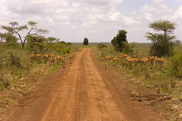 Is Tanzania Safe for Safari Travelers?