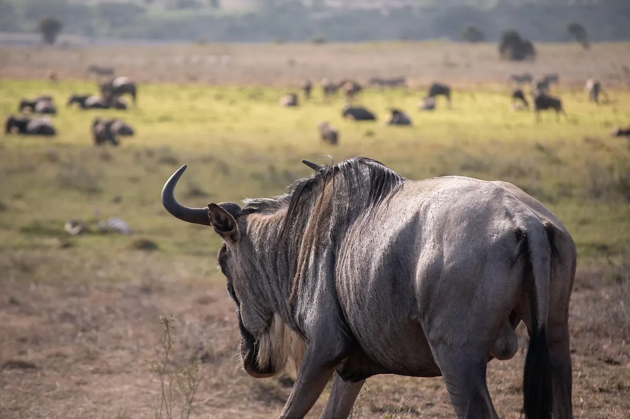 4 Days Serengeti Ngorongoro and Tarangire Safari