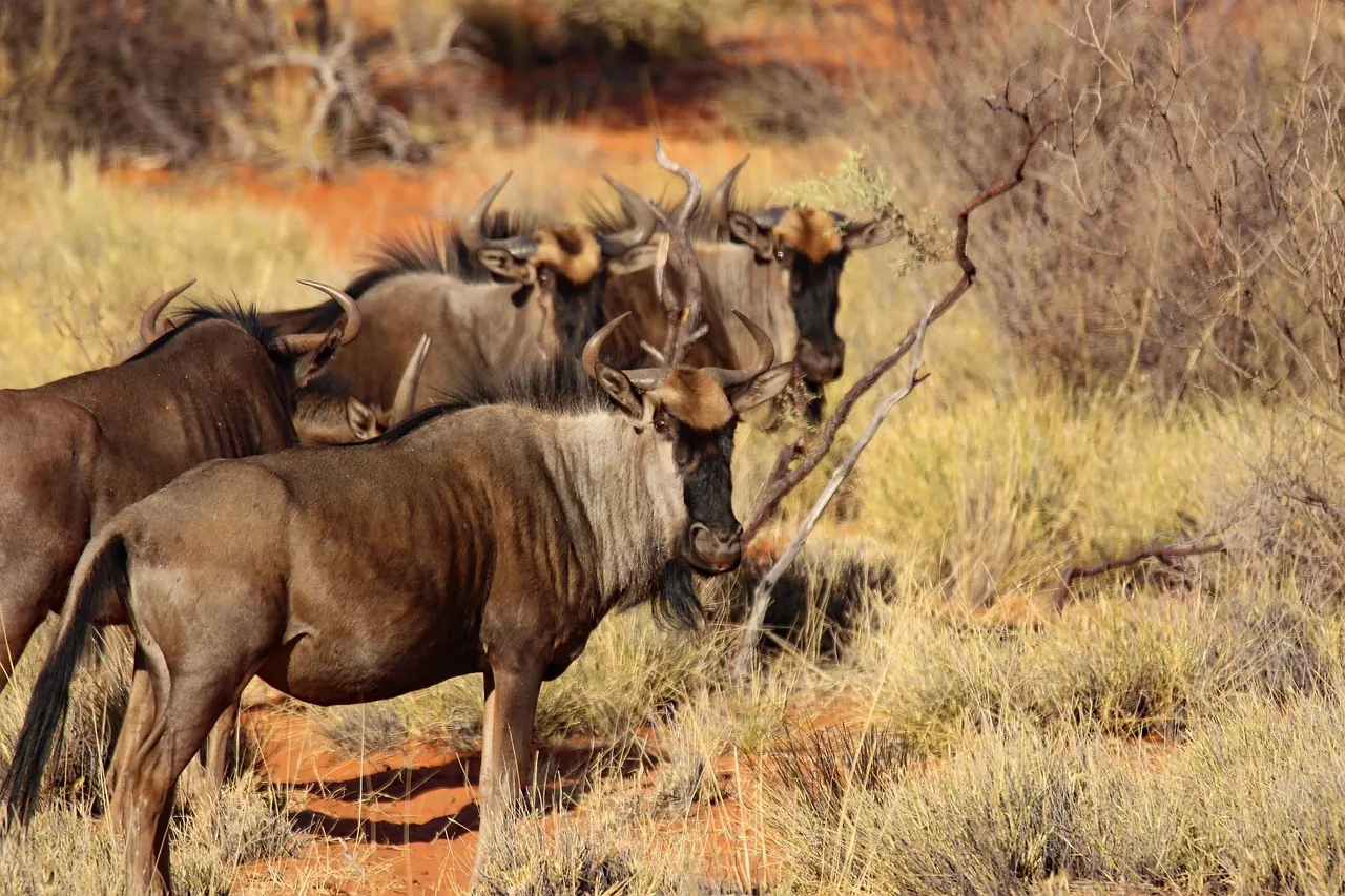 4 Days Northern Circuit Family Safari