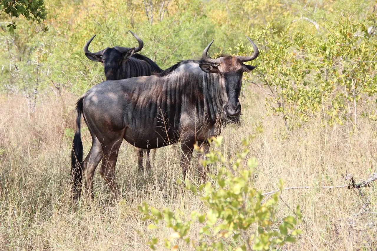 5 Days Serengeti Migration Safari