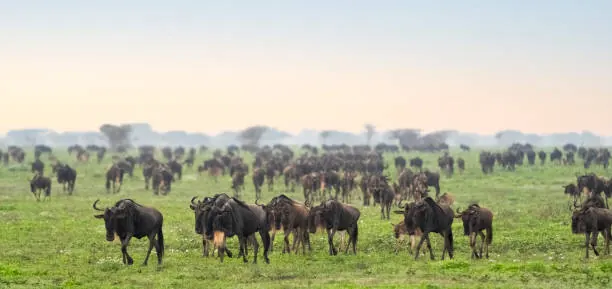 5 Days Family Safari Tarangire Serengeti and Ngorongoro