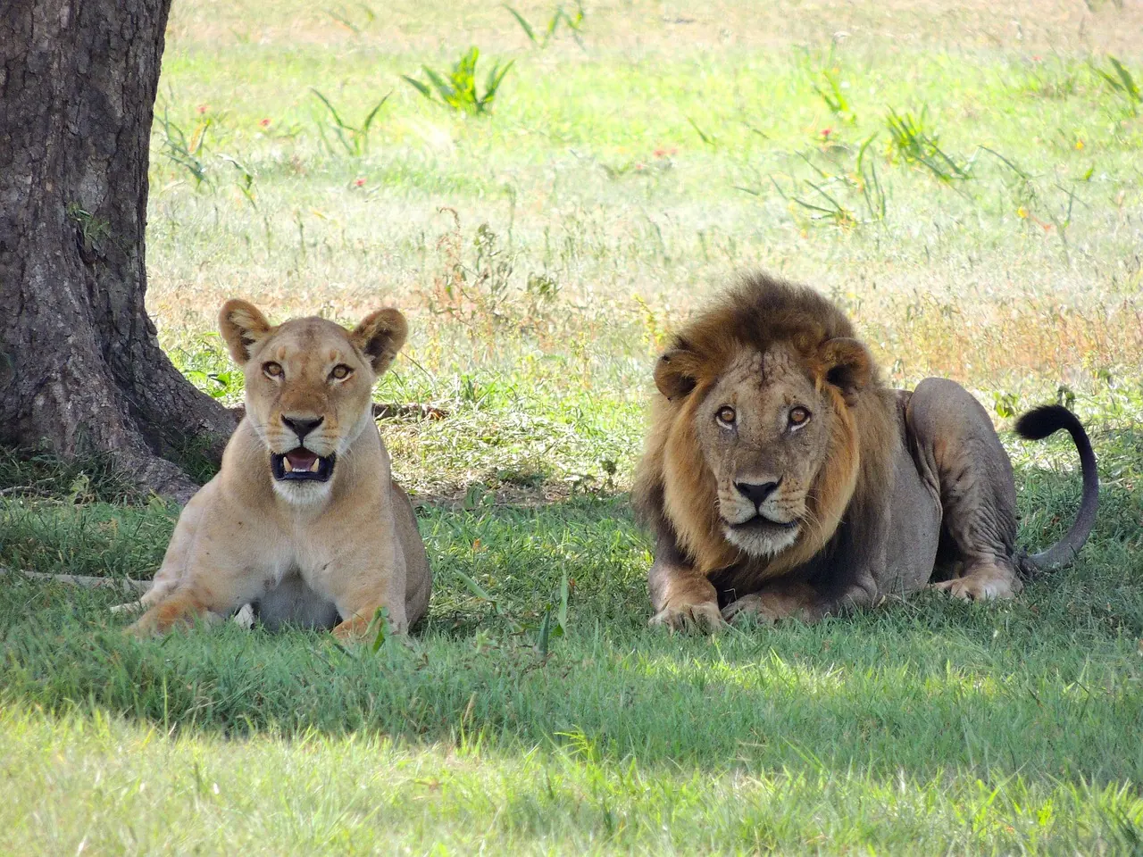Choosing a Tanzania Safari Tour Operator