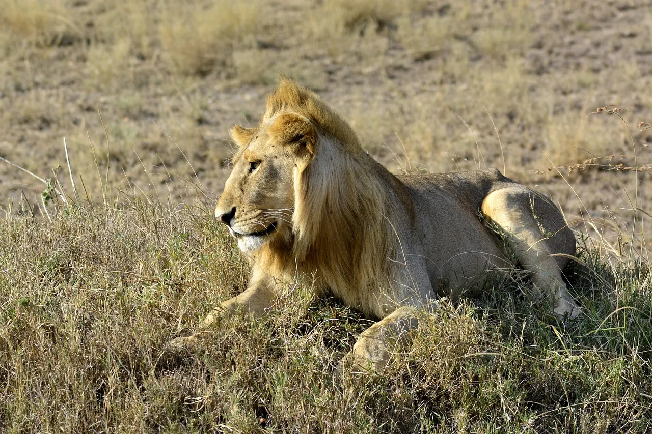 How to Plan a Tanzania Safari with Children