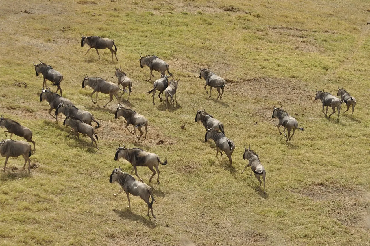 5 Days Birding Safari Tarangire Manyara and Ngorongoro