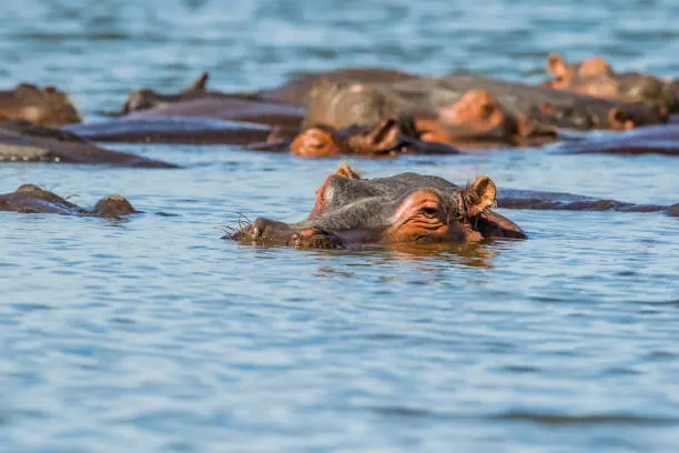 6 Days Photographic Safari Serengeti and Ngorongoro