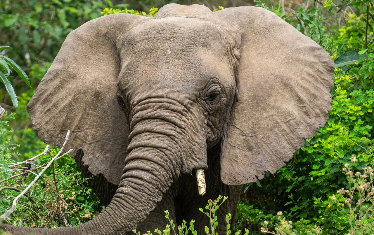 8 Days Southern Tanzania Nyerere Ruaha Safari