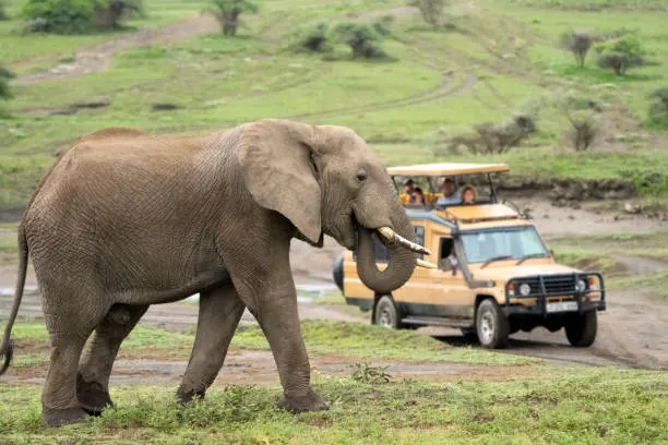 Luxury Safari Tanzania: What You Actually Pay For