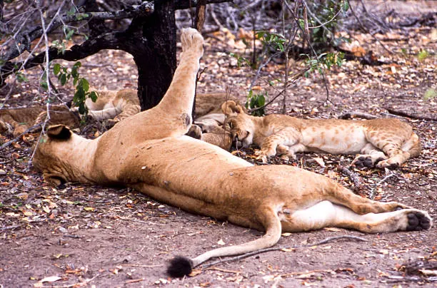 Flying vs Driving on a Tanzania Safari